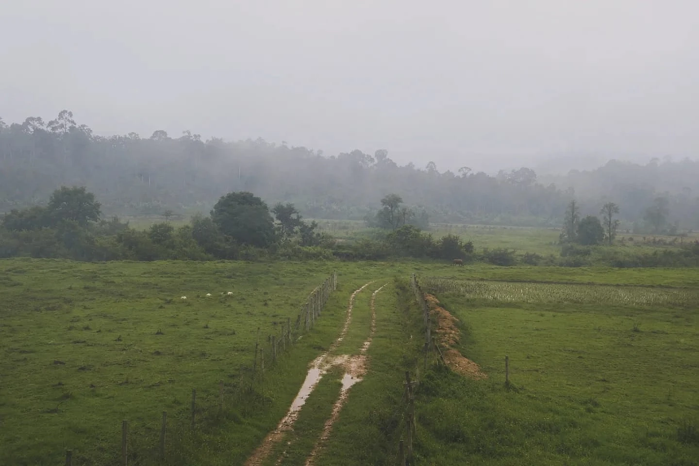 Misty sunrise over the fields