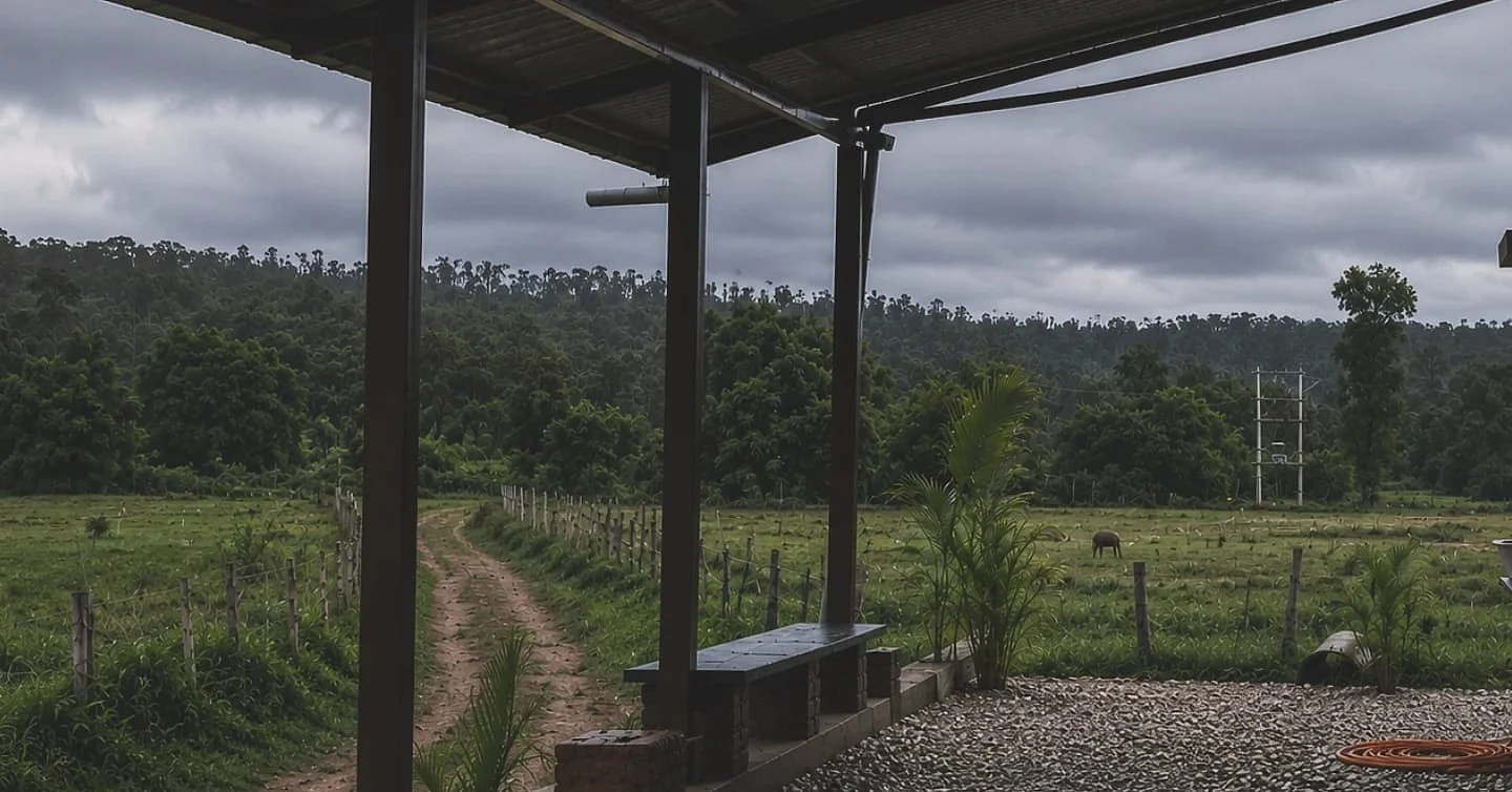 A foggy meadow path drifting into the green near the homestay